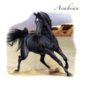 ARABIAN~HORSE   47