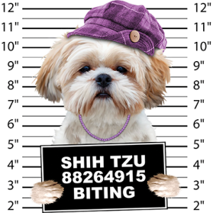 SHIH TZU BITING