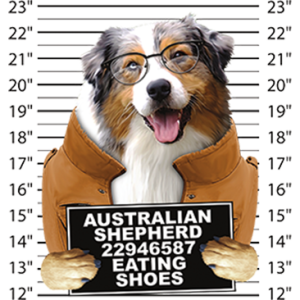 AUSTRALIAN SHEPHERD EATING SHOES