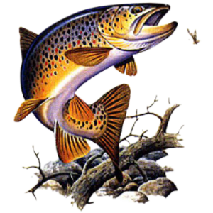 BROWN TROUT     14