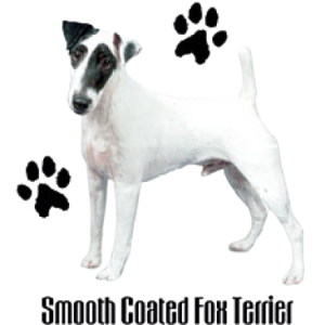 SMOOTH COATED FOX TERRIER  35