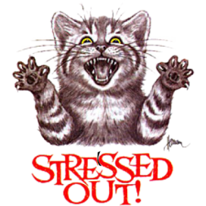 STRESSED OUT CAT  (Y)