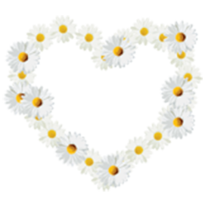 HEART OF DAISIES